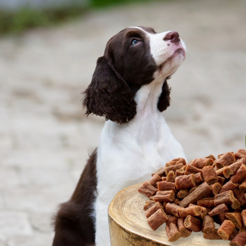 Snacks d'entraînement au cerf/agneau et saumon pour chien 250 g